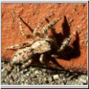 Marpissa muscosa - Springspinne 01.jpg